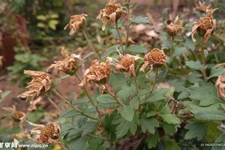 菊花长出花骨朵叶子为啥变黄