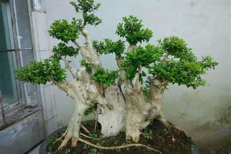 小叶黄杨怎么养？