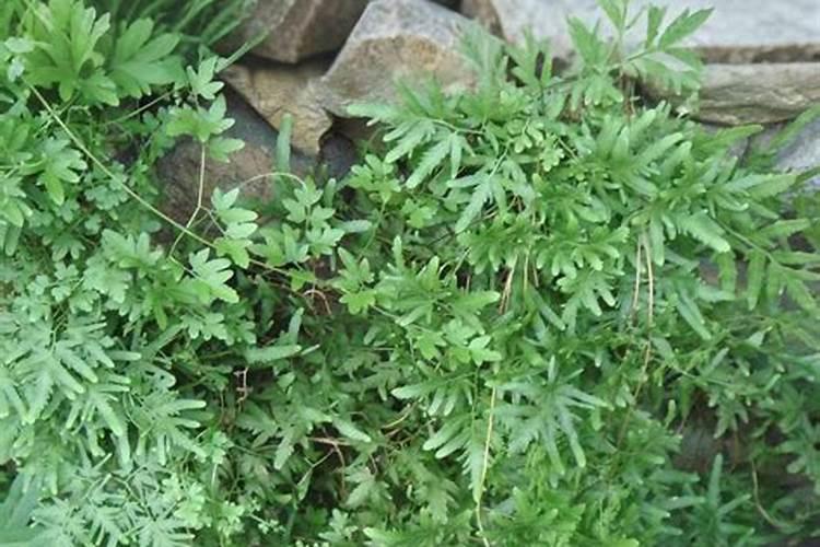 海金沙种植方法