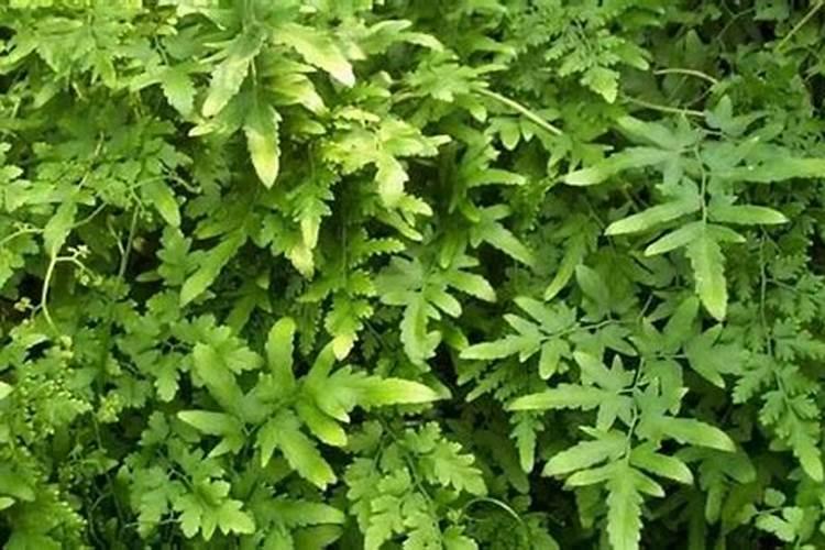 海金沙几年可以收获