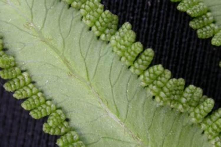 海金沙的种植方法