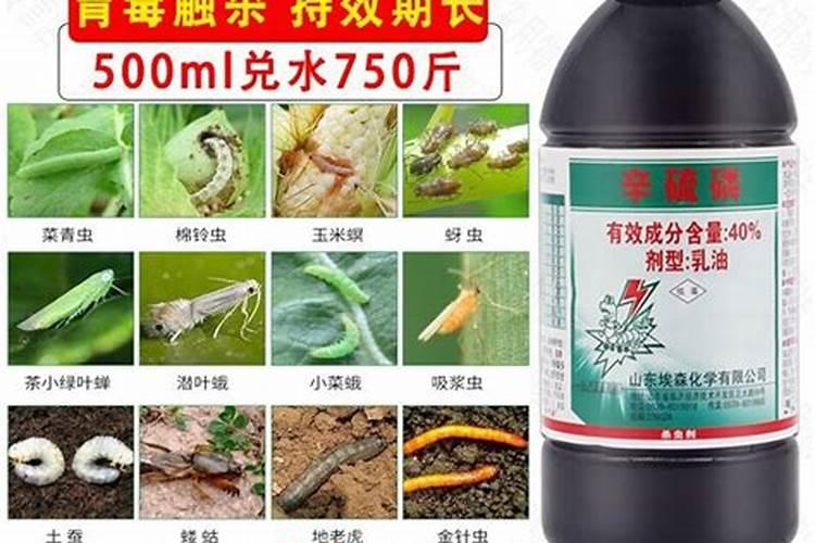 专家根线虫怎么治啊