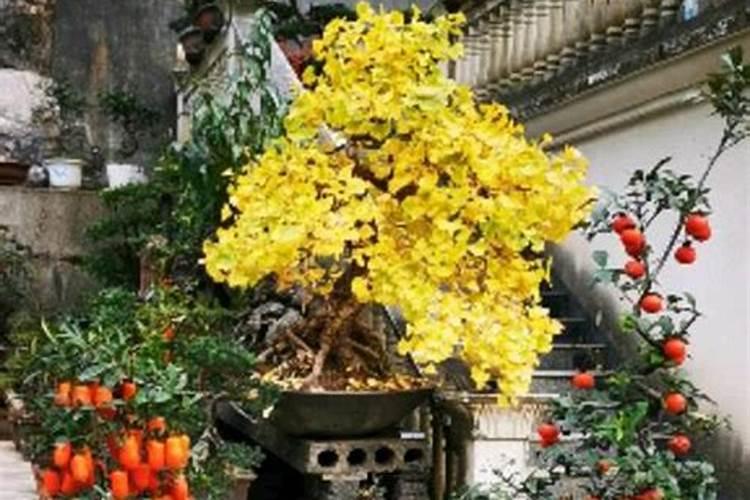 金弹子秋季施什么肥