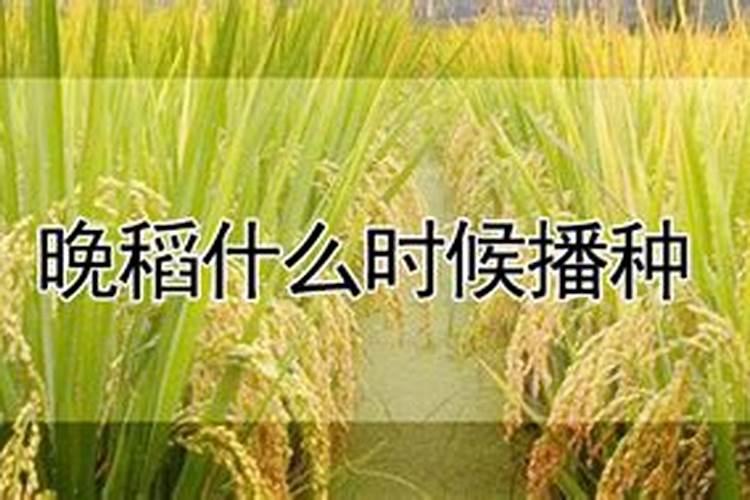 水稻什么时候施钾肥,钾肥对水稻的作用