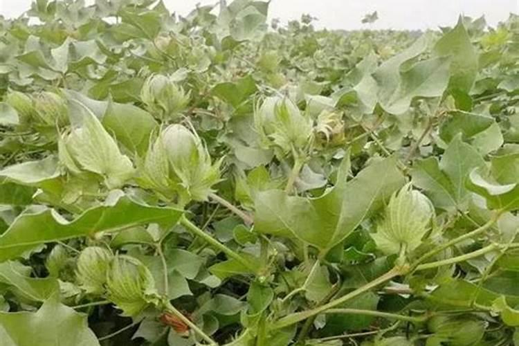 棉花施肥使用什么肥料？棉花该如何施肥？