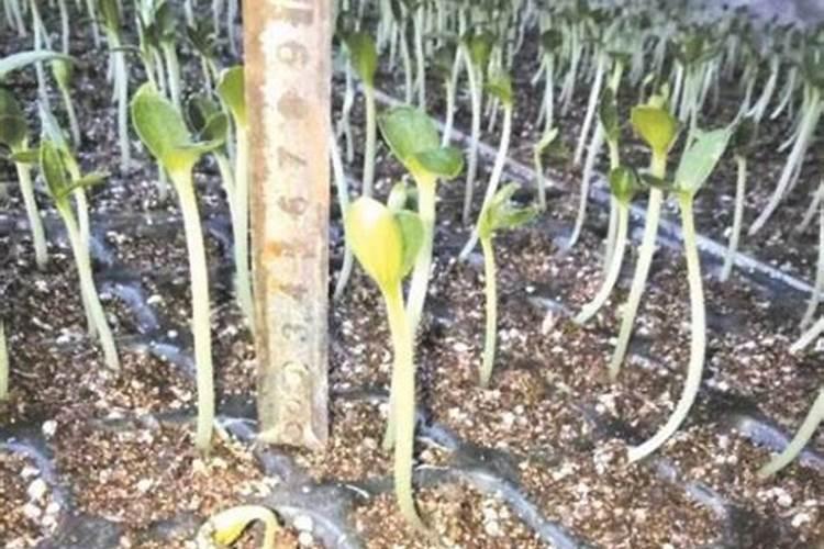 桃树膨大期专用增产叶面肥料？桃树结果期用哪种水溶肥效果好？