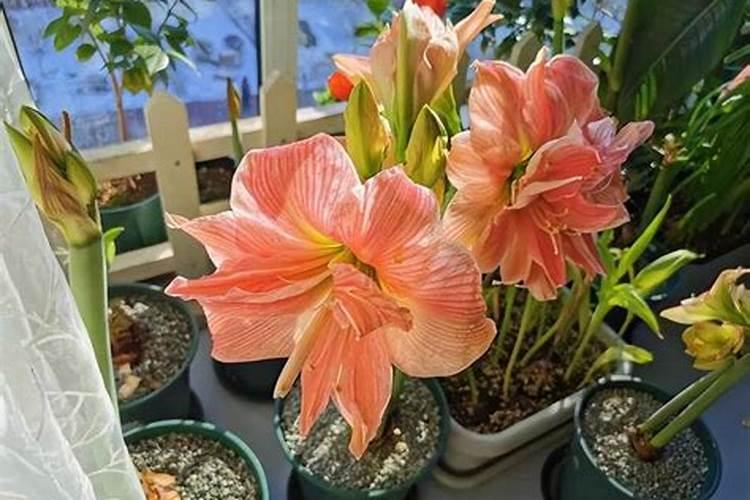 朱顶红能用芸苔素内酯吗？