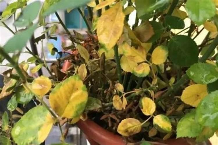 花叶子发黄缺什么肥料(花叶子发黄是缺水还是浇水太多)