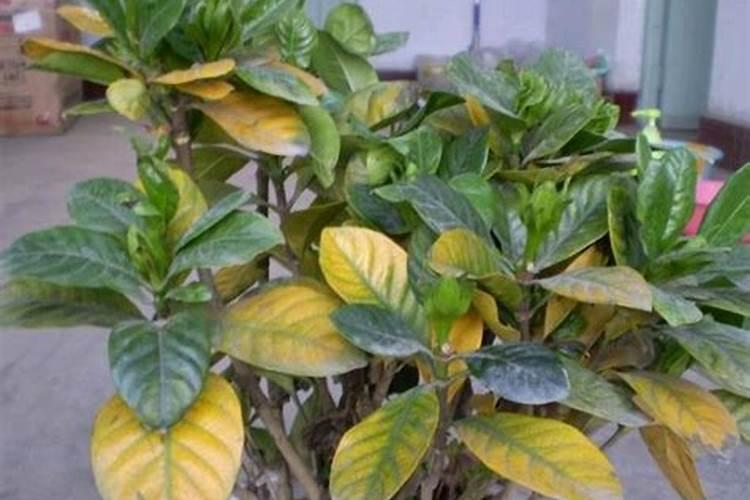 花叶子发黄缺什么肥料