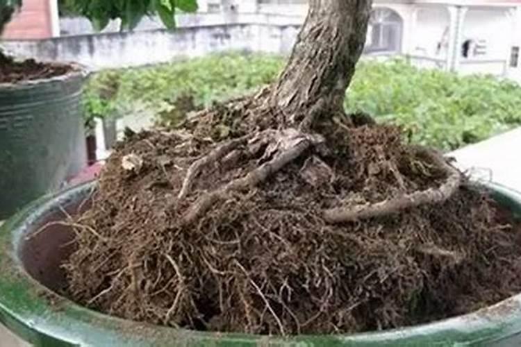 杂粮能做花肥吗 如何用杂粮做花肥