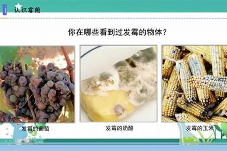 玉米发霉用什么药