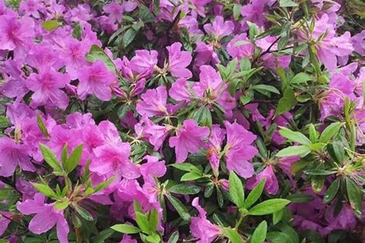 如何栽植映山红