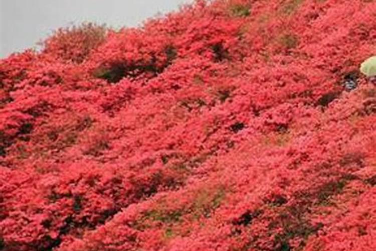 映山红怎么种植