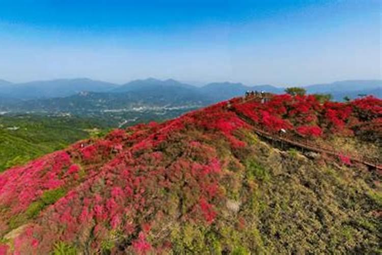 映山红怎么种植