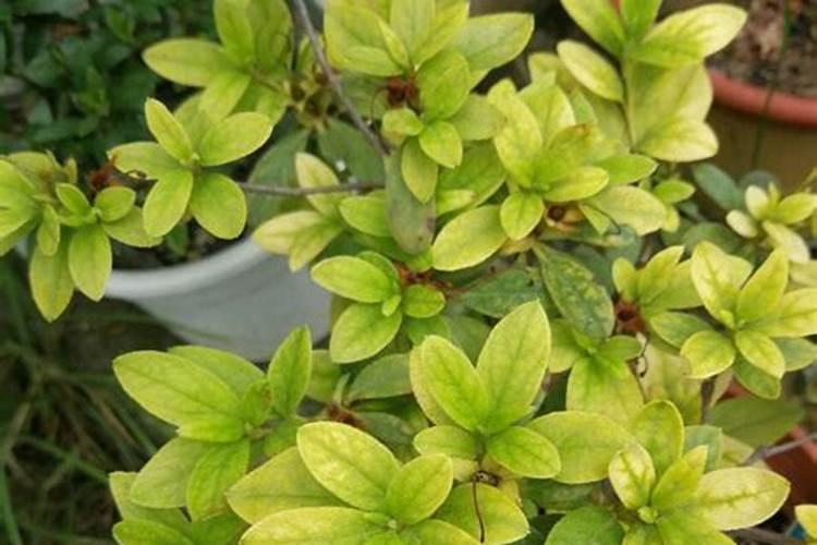 硫酸亚铁养花使用方法