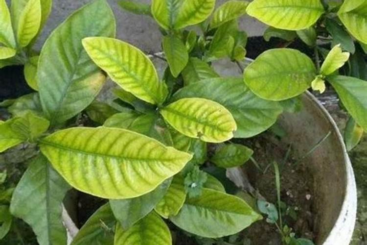 硫酸亚铁养花的使用方法