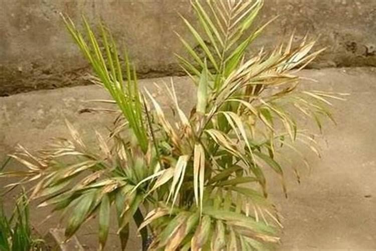 凤尾竹叶子发黄发干如何补救怎么办
