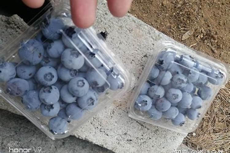 阿司匹林溶水后能喷蓝莓树吗