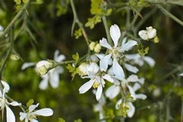 花椒保花保果农药最佳配方,花椒落花落果的原因