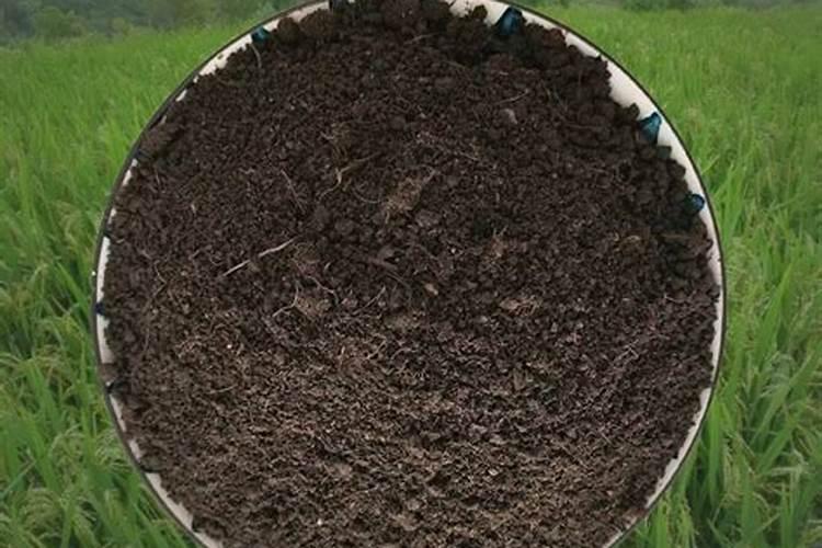 养花上什么有机肥比较好、养花的肥料该怎么选