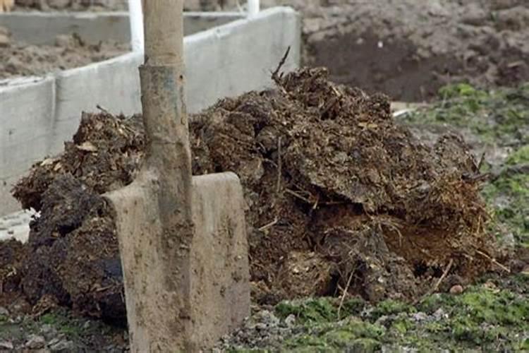 桂花的肥料有哪些