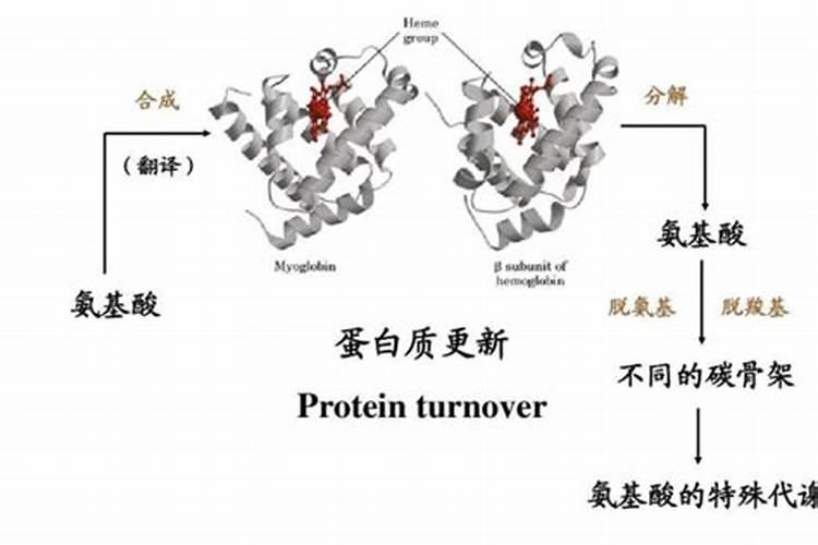 鱼蛋白怎么过滤出来