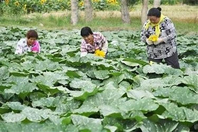 南瓜结果后施肥