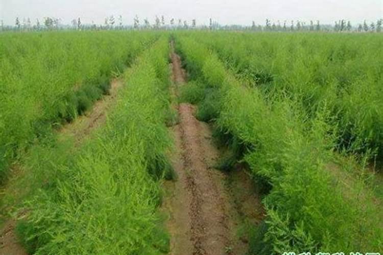 芦笋施肥用什么肥料