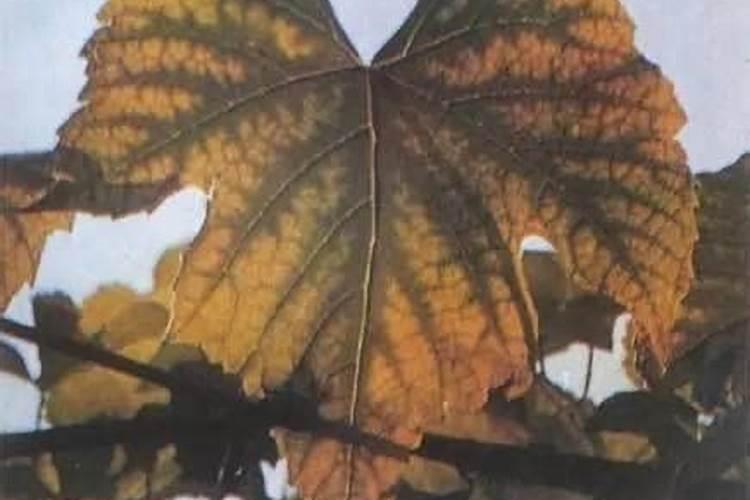 葡萄树叶子逐渐泛白枯萎是什么病怎样防治