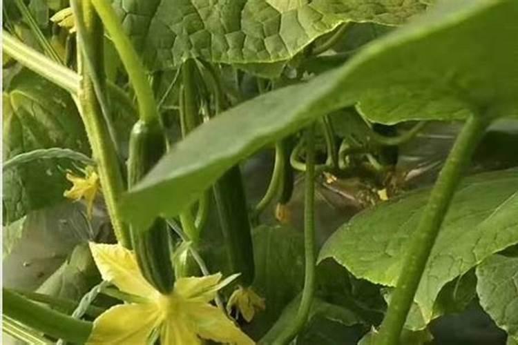 黄瓜初花结果期用什么肥既保花保果且不旺长