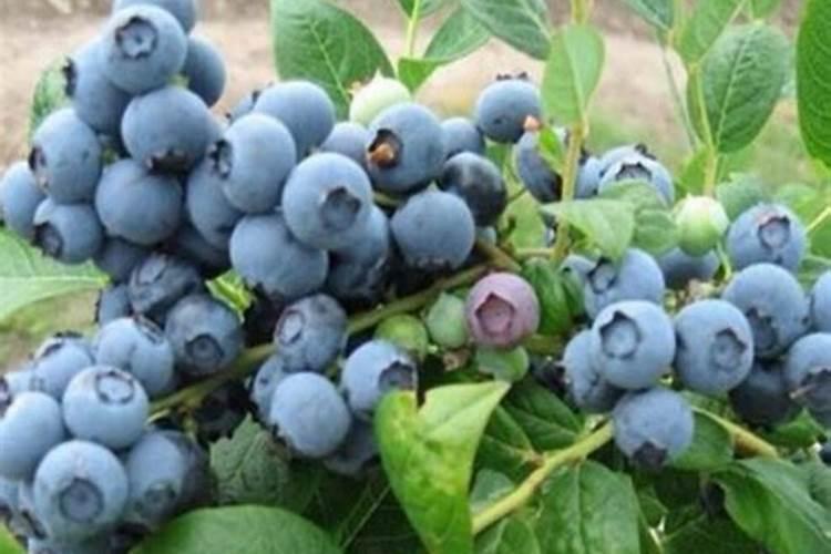 种蓝莓用什么肥料好