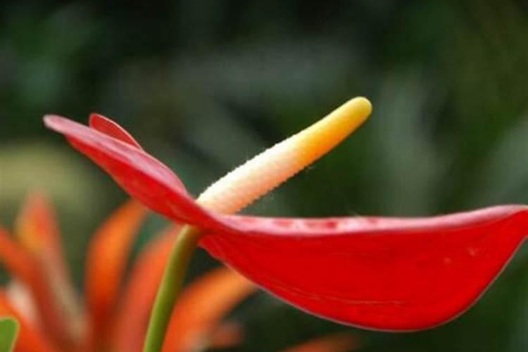 花施氮磷钾肥使用方法