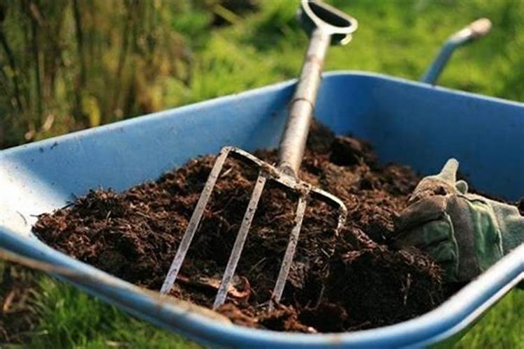 蓝莓苔藓苗种植后我用肥了怎么办？