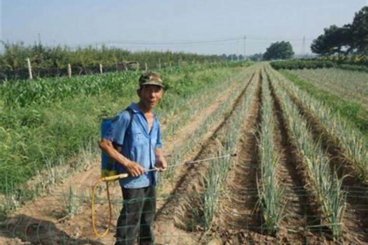 微生物菌剂叶面肥用在甘蔗上可以吗