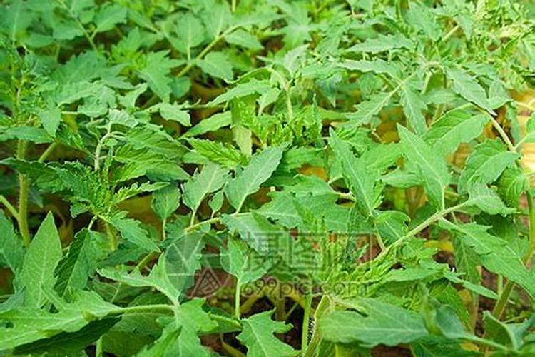 开封地区的番茄树冬天能冬死吗