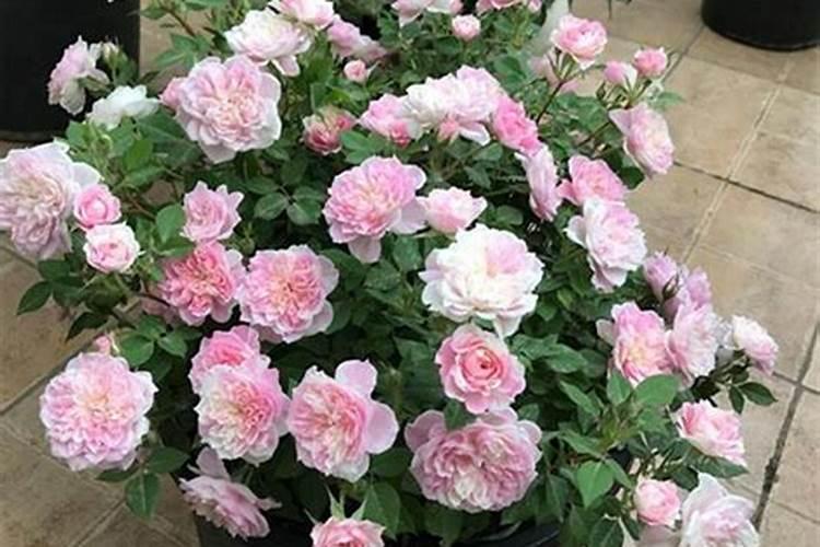 月季在什么时间施钙肥？