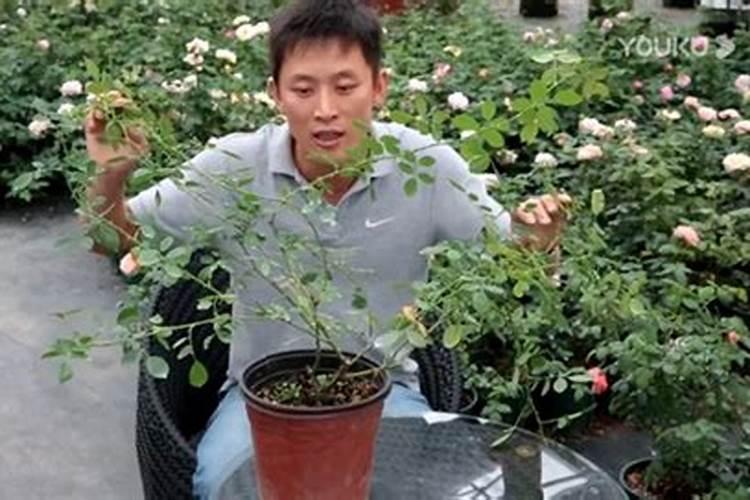 开的大朵朵花最简单三个步骤