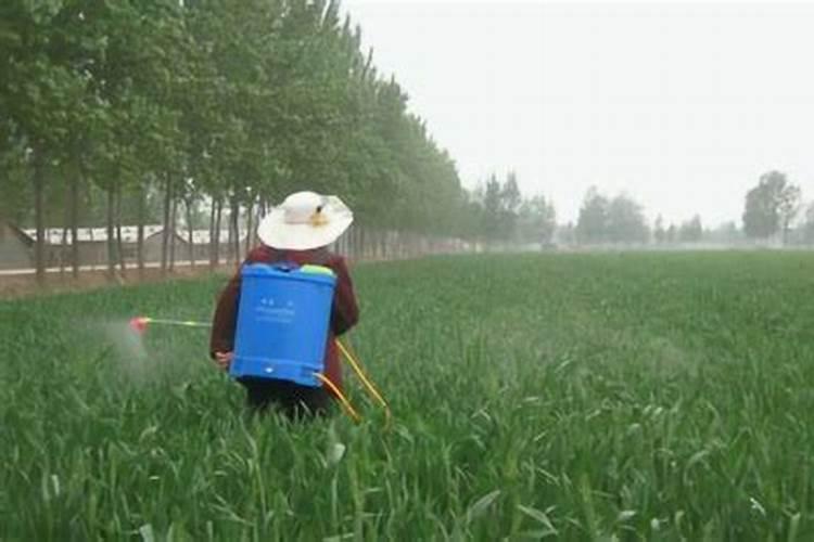 小麦谷雨前浇水好吗