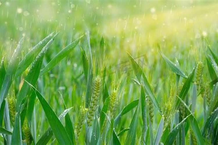 2023谷雨前后小麦需要打药吗 小麦谷雨要做什么