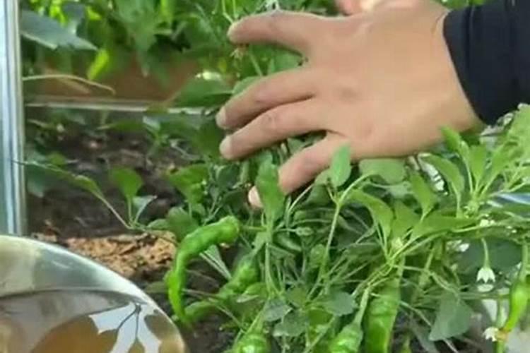 鱼蛋白水溶肥现在怎么用