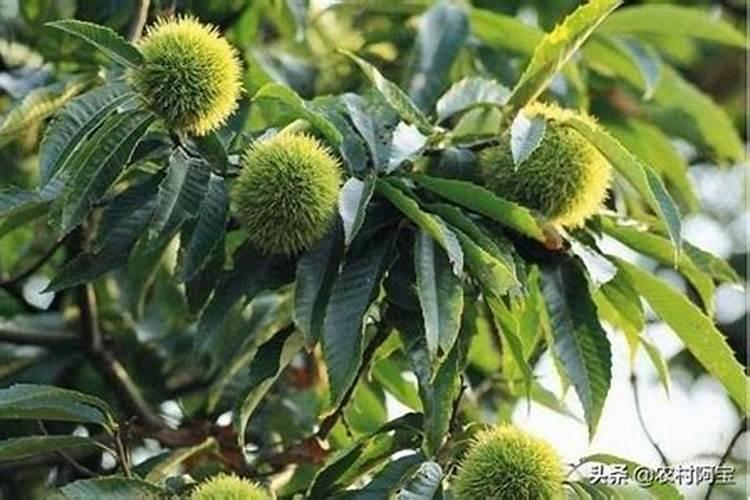 板栗什么时期施肥最好？