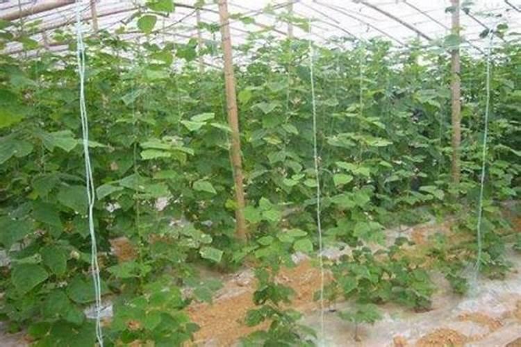 豆角缺素症状有哪些 豆角养护需要注意什么