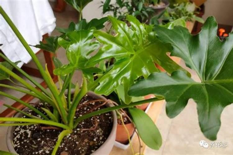 多肉植物用什么肥料比较好