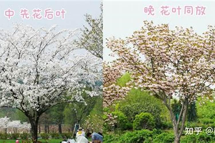 樱桃病毒病症状与防治方法