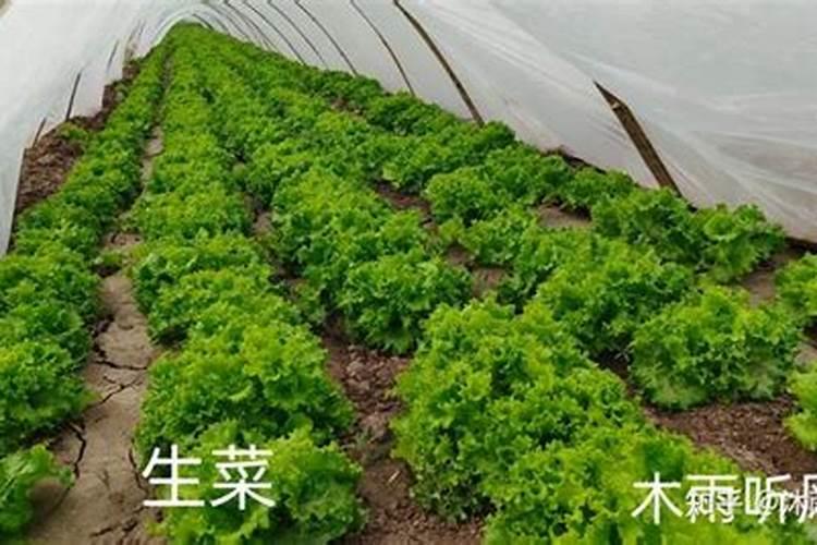 生菜叶片增厚用什么叶面肥