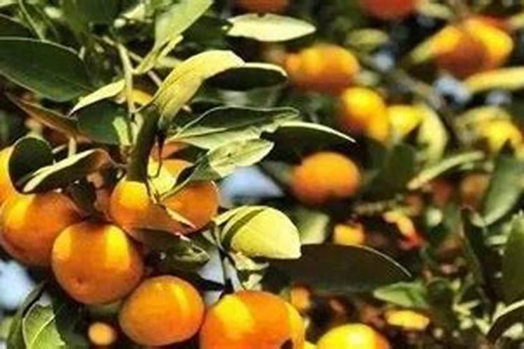 怎样防治柑橘缺钾症？