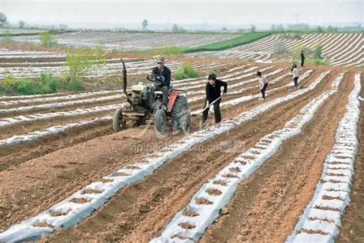 地膜棉施肥应注意什么？