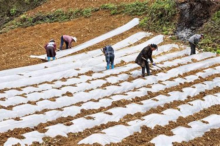玉米地膜覆盖栽培选地与施肥