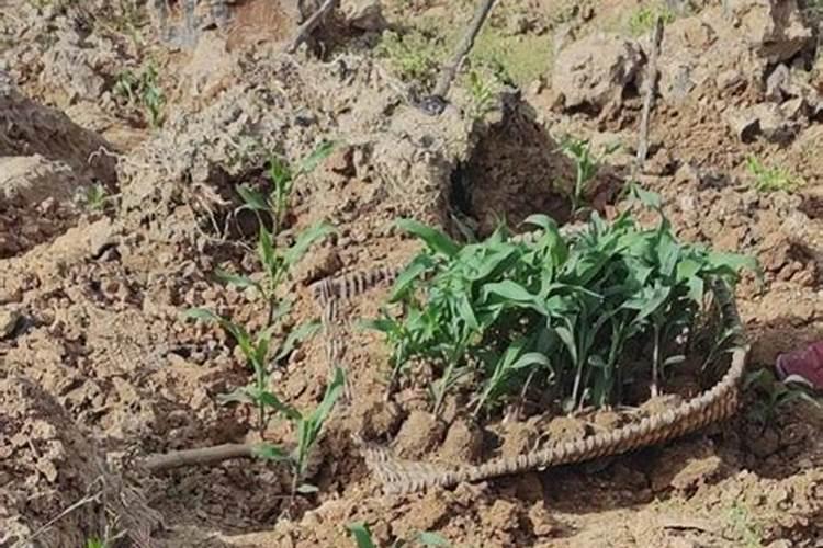 关于母亲节的微信文章【汇总】,母亲节微信公众号推送美文