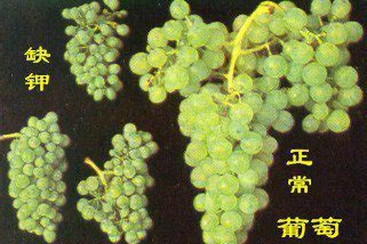 葡萄缺镁就不“美”了,钾肥太多易缺镁,这些补充方式可参考
